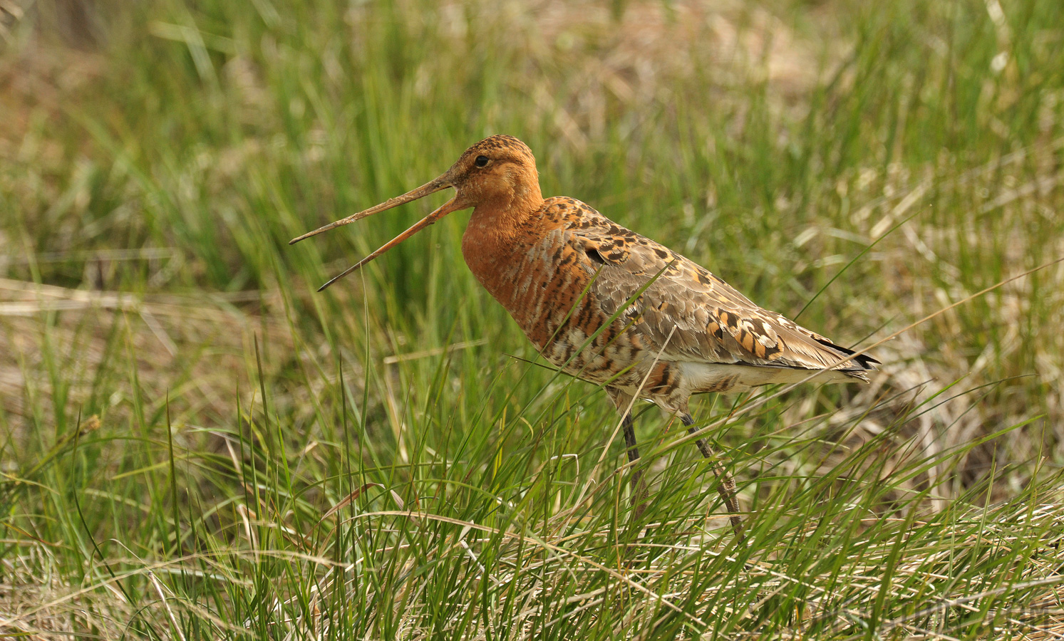 Limosa limosa islandica [550 mm, 1/640 sec at f / 11, ISO 1600]